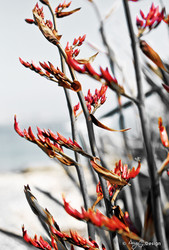 Photo of red New Zealand Flax in bloom - photo art / canvas print for sale.
