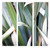Photograph of green NZ flax leaves - fine art print / canvas photo for sale.