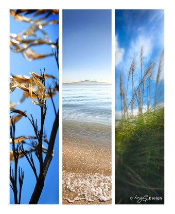 Set of 3 beautiful New Zealand landscape photos, NZ Flax, Rangitoto beach scene and Toi Toi.