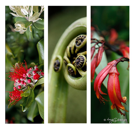 Set of 3 beautiful New Zealand nature photos, NZ Pohutukawa, fern koru and red Flax flower.