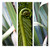 Set of 3 beautiful New Zealand nature photos, NZ flax leaves and NZ fern frond Koru.