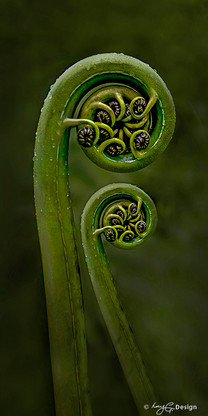 New Zealand fern frond / NZ Koru - close up photo art / canvas print for sale.