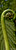 New Zealand fern frond / NZ Koru - close up photo art / canvas print for sale.