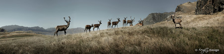 Deers on hill, Queenstown, New Zealand - panoramic landscape photo art print for sale