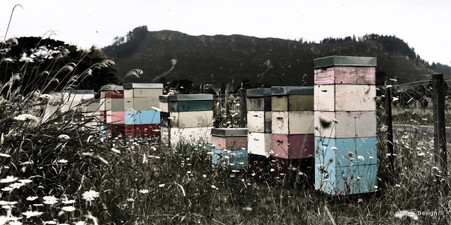 Beehives wall art print for sale, featuring rustic NZ bee hives photographed in the Coromandel.