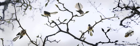 NZ Fantail photo wall art print for sale, featuring fantails on blossoms