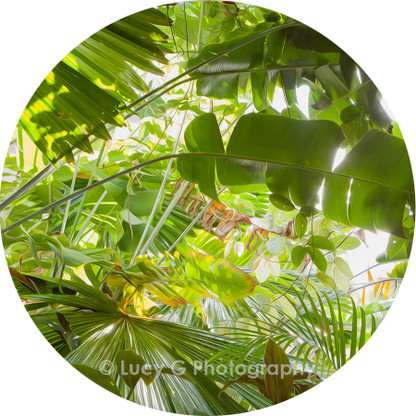 Round wall decal - 'Tropical Plants 6'