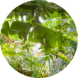 Round wall decal - 'Tropical Plants 4'