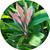 Round wall decal - 'Tropical Plants 3'