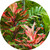 Round wall decal - 'Tropical Plants 1'