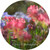 Round wall decal - 'Spring Blooms 2'