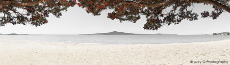 Pohutukawa Rangitoto beach scene, Kohimarama, Auckland - photo wall art print for sale