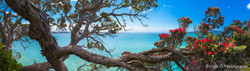 Sea view through Pohutukawas, from St. Heliers, Auckland, NZ - landscape photo wall art for sale