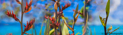 NZ Flax flowers and buds -New Zealand art print / canvas photo print for sale by Lucy G.
