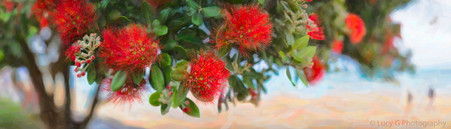 NZ Pohutukawa flowers and beach - New Zealand art print / canvas photo print for sale by Lucy G.