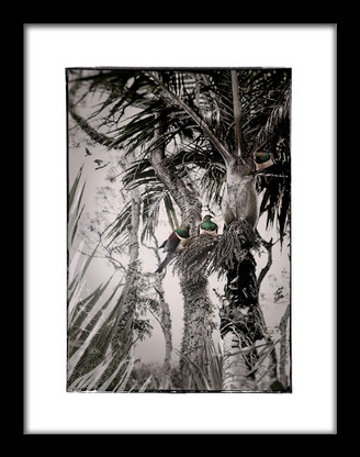 Woodpigeons NZ art print in black frame - available on request - $250