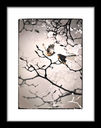 NZ Fantail Art Print framed - available on request - $250