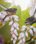 ''Soulmates'' two NZ Fantails in a lush tropical garden.  A3 oval photo prints for sale - detail.