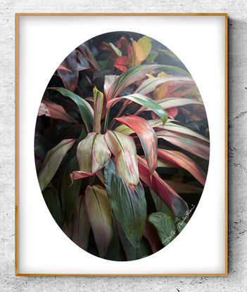 A lush tropical botanical print with leaves and ladybird -oval photo art print / wall art for sale