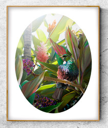 NZ Tui bird in tropical garden setting - oval photo art print / wall art for sale