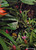 ''Temptation' NZ Wood Pigeons (Kereru) in lush tropical garden setting.  A3  photo art prints for sale - detail.