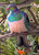 ''Temptation' NZ Wood Pigeons (Kereru) in lush tropical garden setting.  A3  photo art prints for sale - detail.