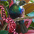 NZ Tui art print by Lucy G (detail)
