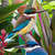 "HARMONY'' TROPICAL NZ KINGFISHER BIRD OVAL PHOTO PRINT  / CANVAS WALL ART