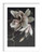 Magnolia white framed art photo print