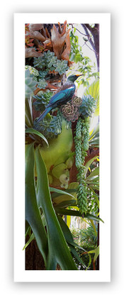 Wall art featuring Tui, Succulents and Staghorns
