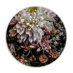Chrysanthemum 3 circular ceramic wall art tile 20cm diameter