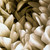 Chrysanthemum 3 - detail