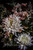 ''Chrysanthemum 1'' vertical box framed art print