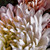 ''Chrysanthemum 1'' closeup photo detail