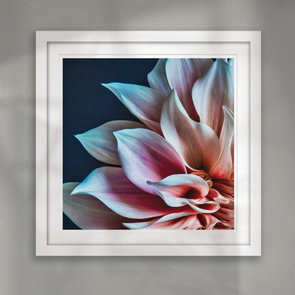 ''Aroha'' beautiful flower petal closeup art print
