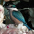 NZ Kingfisher bird and pink Peony flower artwork - detail