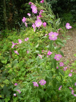 Organic English Norfolk Great Willow Herb,Cottage Garden Wildflower,Bee loving plant.