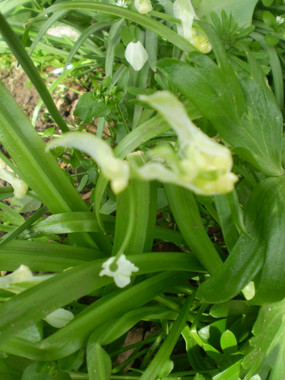 Wild Norfolk Garlic