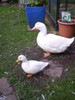 Grumpy and Poppy along with Albert,Meg & Katy our other ducks who are in charge of our Organic Distribution to make sure every plant,herb that reaches You is 100% Organic