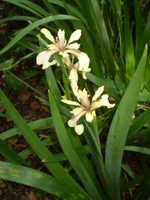 2 Norfolk Organic Native Iris Foetidissima Root Systems, Ideal Dry Shade