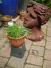 This photograph shows how to plant up.Do not fill the head with soil but place a potted plant onto another resin pot to raise it to display height.