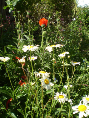 Poppies and Oxeye Daisies 