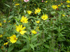 Rubeckia's in Flower in August