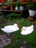 Albert and Poppy [ 2 of our Ducks ] resting between Organic distribution 