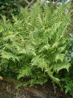 Norfolk organic Matteuccia struthiopteris,shuttlecock fern,Shade, In Large pots or shingle gardens
