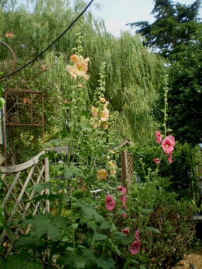 Gorgeous Peach Hollyhocks