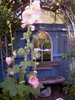 Beautiful pink hollyhocks
