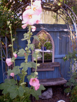 Beautiful pink hollyhocks