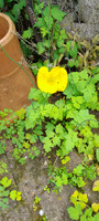 The lovely yellow Welsh poppy