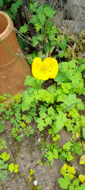 The lovely yellow Welsh poppy